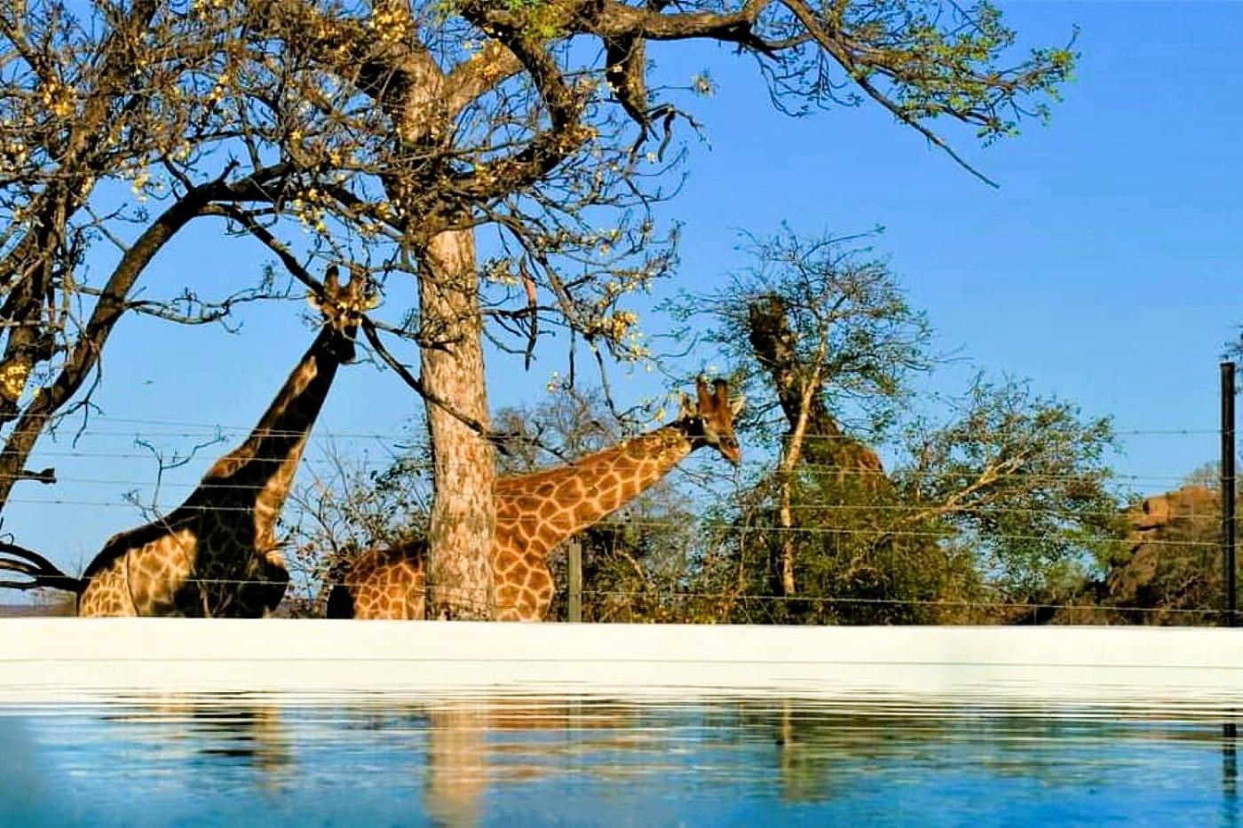 Hotel Ngalali Retreat Grietjie Game Reserve Exterior foto